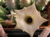 Huernia primulina - Кактусы и суккуленты из Харькова от Оли и Сергея Мирошниченко