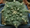 Astrophytum asterias cultivar 'Kikko' SOM619/1 - Кактусы и суккуленты из Харькова от Оли и Сергея Мирошниченко