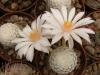 Mammillaria herrerae v albiflora - Кактусы и суккуленты из Харькова от Оли и Сергея Мирошниченко