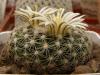 Mammillaria coahuilensis - Кактусы и суккуленты из Харькова от Оли и Сергея Мирошниченко