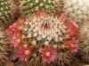 Mammillaria mystax - Кактусы и суккуленты из Харькова от Оли и Сергея Мирошниченко