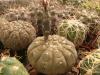 Gymnocalycium platygonum - Кактусы и суккуленты из Харькова от Оли и Сергея Мирошниченко