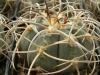 Gymnocalycium spegazzinii - Кактусы и суккуленты из Харькова от Оли и Сергея Мирошниченко