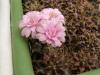 Gymnocalycium damsii San Jose - Кактусы и суккуленты из Харькова от Оли и Сергея Мирошниченко