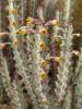 Euphorbia greenwayi - Кактусы и суккуленты из Харькова от Оли и Сергея Мирошниченко