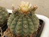 Gymnocalycium quehlianum f brevispinum - Кактусы и суккуленты из Харькова от Оли и Сергея Мирошниченко