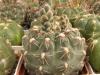 Gymnocalycium amerhauseri - Кактусы и суккуленты из Харькова от Оли и Сергея Мирошниченко