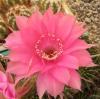 Echinopsis hybr - Кактусы и суккуленты из Харькова от Оли и Сергея Мирошниченко