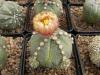 Astrophytum asterias cultivar 5 ribs - Кактусы и суккуленты из Харькова от Оли и Сергея Мирошниченко