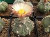 Astrophytum cultivar 'Fukuriyo' - Кактусы и суккуленты из Харькова от Оли и Сергея Мирошниченко