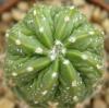 Astrophytum cultivar 'Fukuriyo' - Кактусы и суккуленты из Харькова от Оли и Сергея Мирошниченко