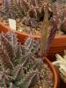Huernia insigniflora - Кактусы и суккуленты из Харькова от Оли и Сергея Мирошниченко
