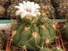 Gymnocalycium pflanzii - Кактусы и суккуленты из Харькова от Оли и Сергея Мирошниченко