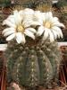 Gymnocalycium quehlianum - Кактусы и суккуленты из Харькова от Оли и Сергея Мирошниченко