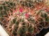 Ferocactus fordii - Кактусы и суккуленты из Харькова от Оли и Сергея Мирошниченко