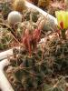 Hamatocactus hamatacanthus v papyracanthus - Кактусы и суккуленты из Харькова от Оли и Сергея Мирошниченко