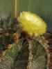 Astrophytum ornatum hybr - Кактусы и суккуленты из Харькова от Оли и Сергея Мирошниченко