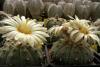 Astrophytum asterias - Кактусы и суккуленты из Харькова от Оли и Сергея Мирошниченко