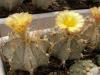 Astrophytum niveum v albispinum - Кактусы и суккуленты из Харькова от Оли и Сергея Мирошниченко