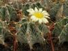 Astrophytum ornatum - Кактусы и суккуленты из Харькова от Оли и Сергея Мирошниченко