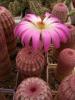 Echinocereus rigidissimus v rubispinus - Кактусы и суккуленты из Харькова от Оли и Сергея Мирошниченко