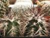 Echinocereus davisii - Кактусы и суккуленты из Харькова от Оли и Сергея Мирошниченко