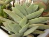 Crassula falcata - Кактусы и суккуленты из Харькова от Оли и Сергея Мирошниченко