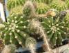 Echinopsis eyriesii - Кактусы и суккуленты из Харькова от Оли и Сергея Мирошниченко