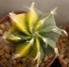 Astrophytum variegata - Кактусы и суккуленты из Харькова от Оли и Сергея Мирошниченко