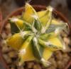 Astrophytum variegata - Кактусы и суккуленты из Харькова от Оли и Сергея Мирошниченко