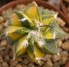 Astrophytum variegata - Кактусы и суккуленты из Харькова от Оли и Сергея Мирошниченко