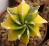 Astrophytum variegata - Кактусы и суккуленты из Харькова от Оли и Сергея Мирошниченко