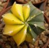 Astrophytum variegata - Кактусы и суккуленты из Харькова от Оли и Сергея Мирошниченко