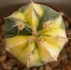 Astrophytum variegata - Кактусы и суккуленты из Харькова от Оли и Сергея Мирошниченко