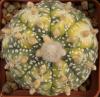 Astrophytum variegata - Кактусы и суккуленты из Харькова от Оли и Сергея Мирошниченко