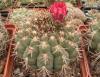 Gymnocalycium carminanthum - Кактусы и суккуленты из Харькова от Оли и Сергея Мирошниченко