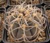 Gymnocalycium spegazzinii - Кактусы и суккуленты из Харькова от Оли и Сергея Мирошниченко