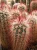 Echinocereus russanthus SB965 - Кактусы и суккуленты из Харькова от Оли и Сергея Мирошниченко