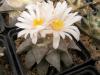 Ariocarpus retusus - Кактусы и суккуленты из Харькова от Оли и Сергея Мирошниченко