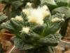 Ariocarpus hybr. - Кактусы и суккуленты из Харькова от Оли и Сергея Мирошниченко