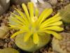 Lithops lesliei cv Albinigold - Кактусы и суккуленты из Харькова от Оли и Сергея Мирошниченко