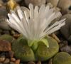 Lithops lesliei cv Albinica - Кактусы и суккуленты из Харькова от Оли и Сергея Мирошниченко