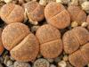 Lithops aucampiae - Кактусы и суккуленты из Харькова от Оли и Сергея Мирошниченко