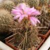 Thelocactus bicolor v. tricolor - Кактусы и суккуленты из Харькова от Оли и Сергея Мирошниченко