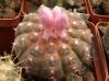 Gymnocalycium ragonesii pink fl - Кактусы и суккуленты из Харькова от Оли и Сергея Мирошниченко