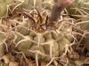 Gymnocalycium stellatum v paucispinum - Кактусы и суккуленты из Харькова от Оли и Сергея Мирошниченко