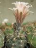 Gymnocalycium poechlii LB 326 - Кактусы и суккуленты из Харькова от Оли и Сергея Мирошниченко