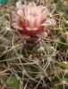 Gymnocalycium nidulans P138 pink fl - Кактусы и суккуленты из Харькова от Оли и Сергея Мирошниченко