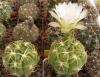 Gymnocalycium megalothelos - Кактусы и суккуленты из Харькова от Оли и Сергея Мирошниченко