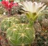 Gymnocalycium megalothelos - Кактусы и суккуленты из Харькова от Оли и Сергея Мирошниченко